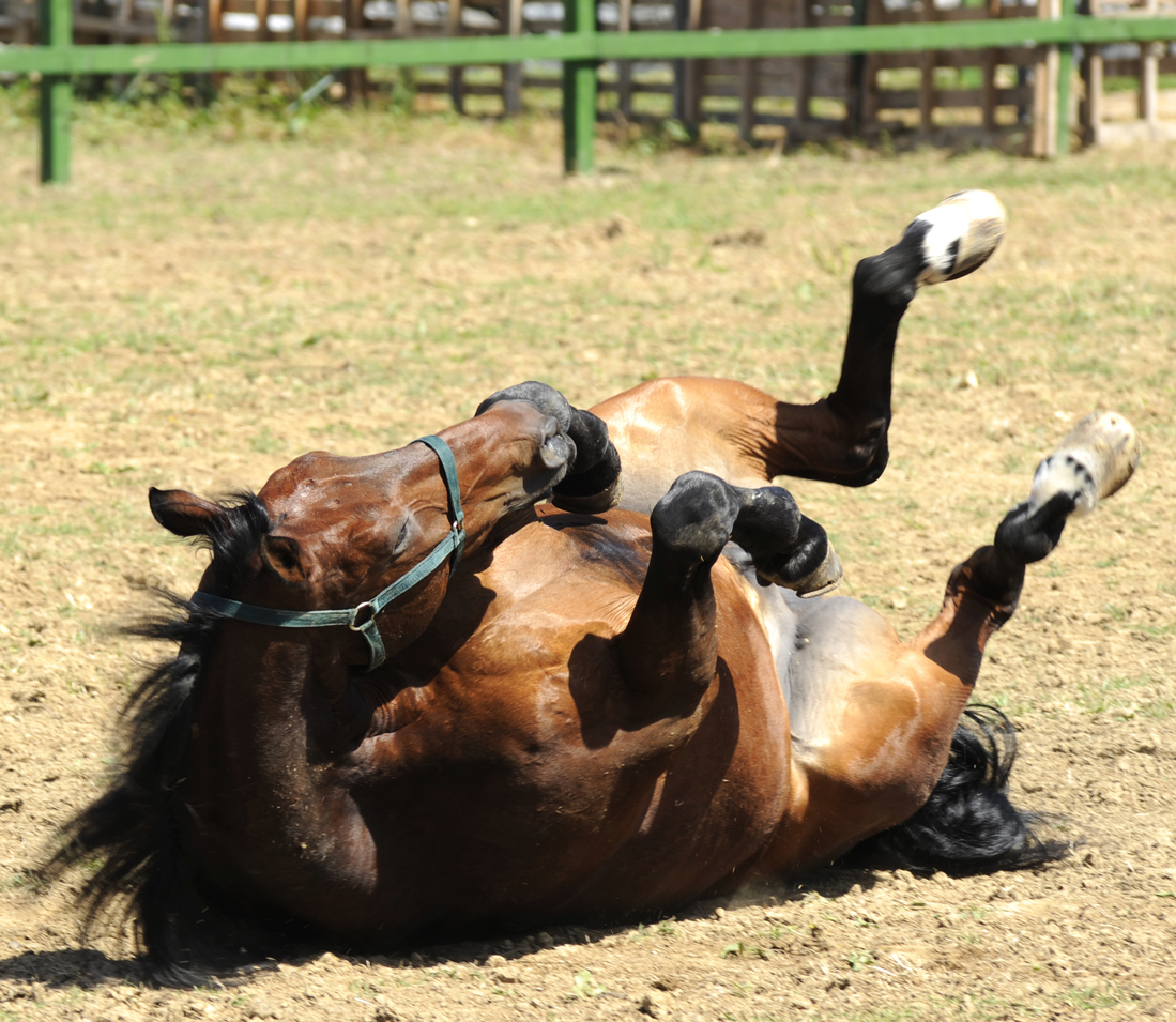 Preventing and Treating Colic | Masterfeeds